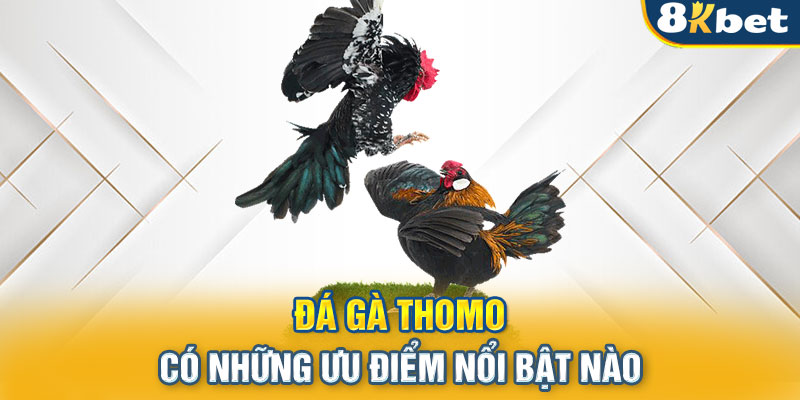 Đá gà Thomo có những ưu điểm nổi bật nào