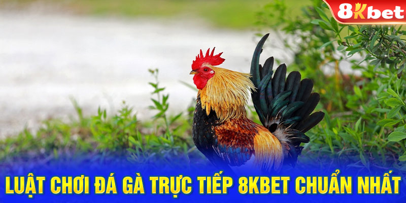 Luật chơi đá gà trực tiếp 8KBET chuẩn xác nhất