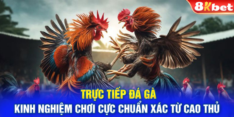 Trực Tiếp Đá Gà: Kinh Nghiệm Chơi Cực Chuẩn Xác Từ Cao Thủ